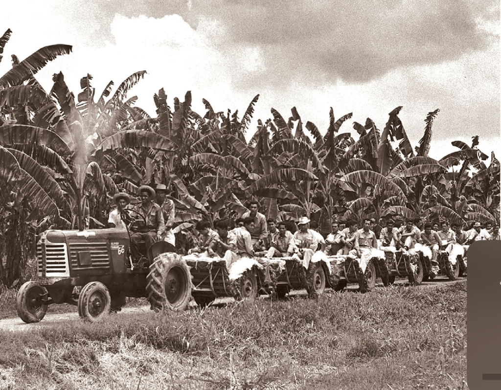 golfito banana production